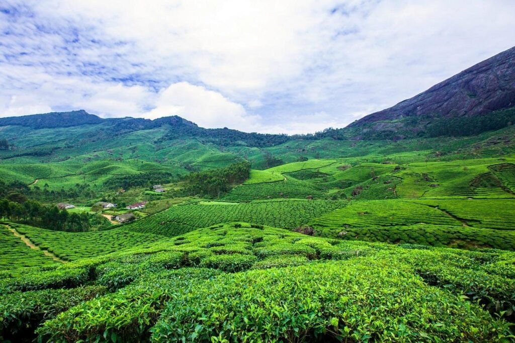 Munnar — Tea Gardens High Country​